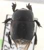 Hister quadrimaculatus
